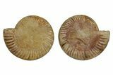 Cut & Polished Jurassic Ammonite (Perisphinctes) Fossil #369797-1